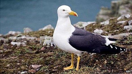 Lesser black-backed gull