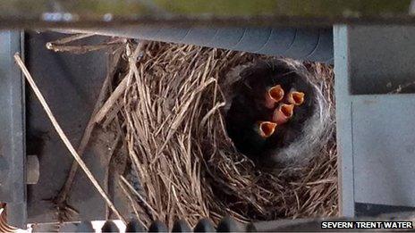 Pied wagtail nest