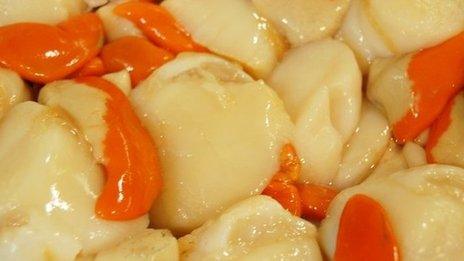 Scallops