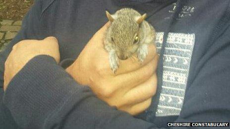 Grey squirrel