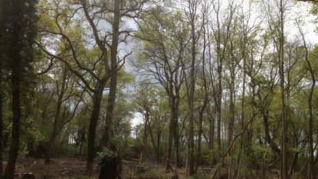 Woodland in Herridge's Copse