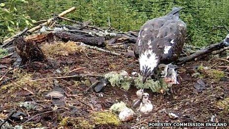 Osprey and chicks