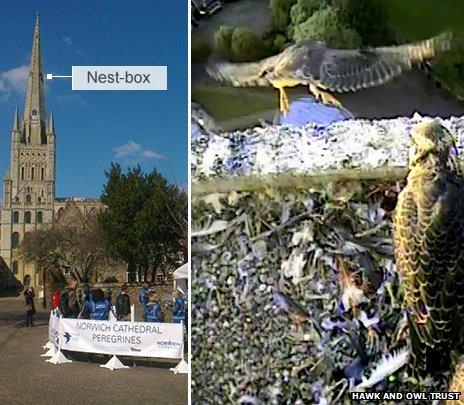 Norwich Cathedral peregrines