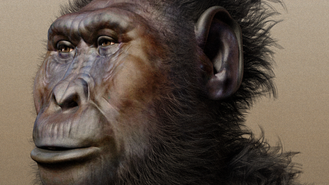 Paranthropus boisei, "nutcracker man"