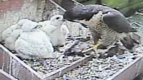 Peregrine falcons at Salisbury Cathedral