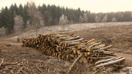 An area of the Forest of Dean cleared by tree feeling