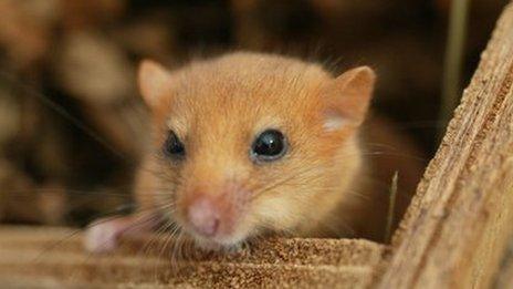 Dormouse peaking outside its box