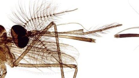 male and female mosquito heads