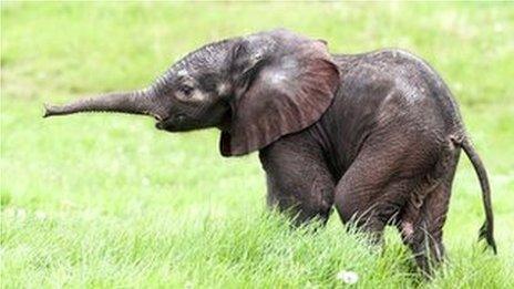 Baby elephant