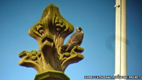 Peregrine on a cathedral ornament