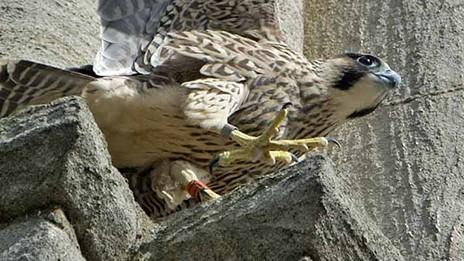 Norwich Cathedral peregrine