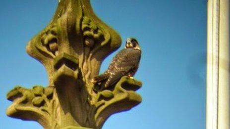 Peregrine on a cathedral ornament