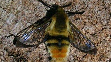 Narrow-bordered Bee Hawk Moth