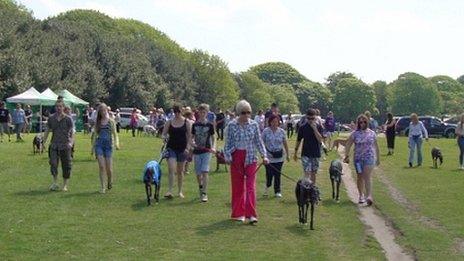 Greyhound Walk