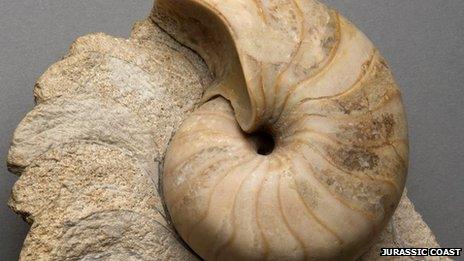 A fossilised nautilus