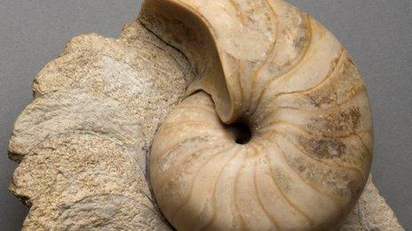 Fossilised nautilus