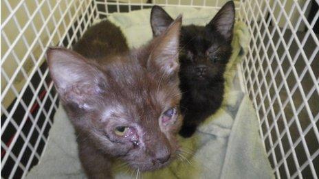 Cats seized in Wrexham