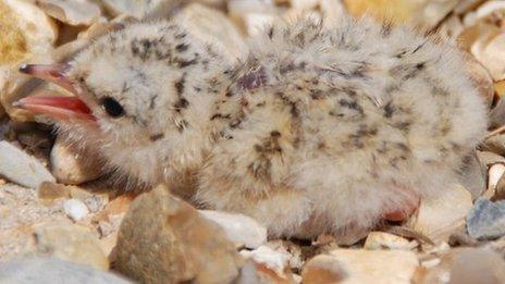 Little tern chick