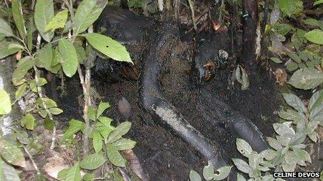 Dead chimpanzee photographed by researchers (c) Celine Devos