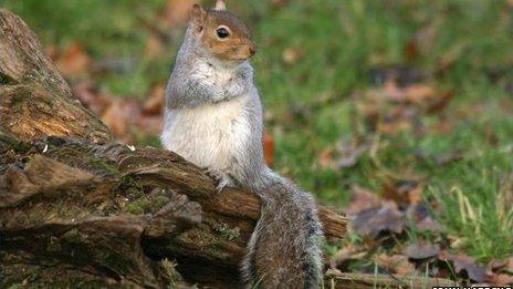 Grey squirrel