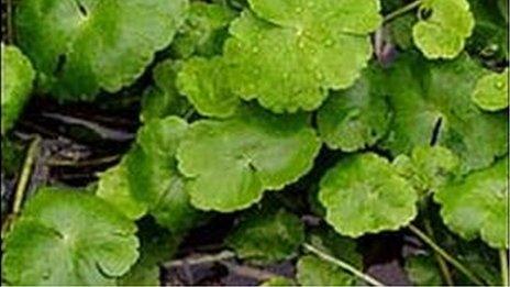 floating pennywort