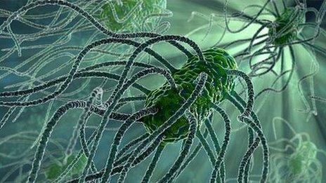 Bacteria