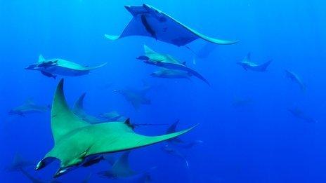 Chilean devil rays