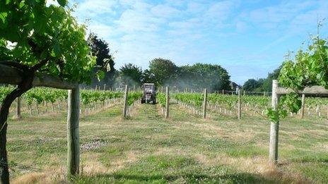 Highdown Vineyard