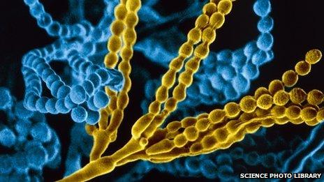 Penecillium fungal spores