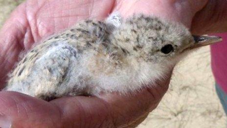 Little tern chick