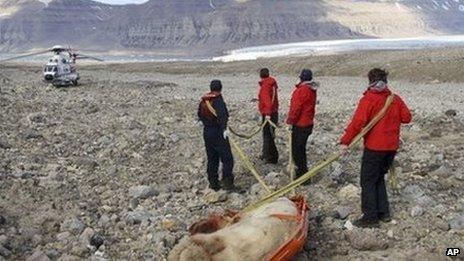 The dead bear being dragged away by rescuers