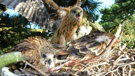 Red kite chicks