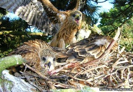 Red kite chicks