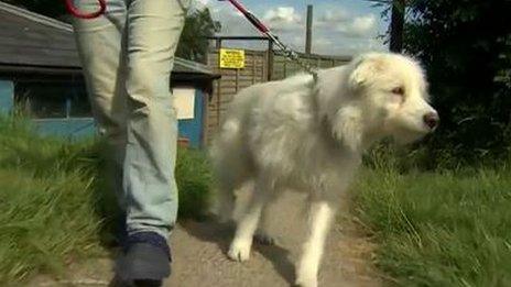 Orders limiting the number of dogs walked at one time are already in place in Birmingham and Manchester, the authority said.