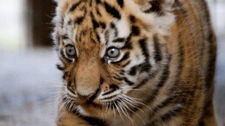 Tiger cub