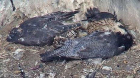 Dead peregrines