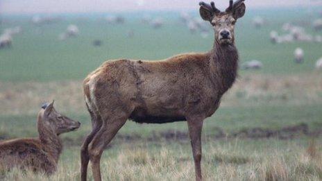 Red deer