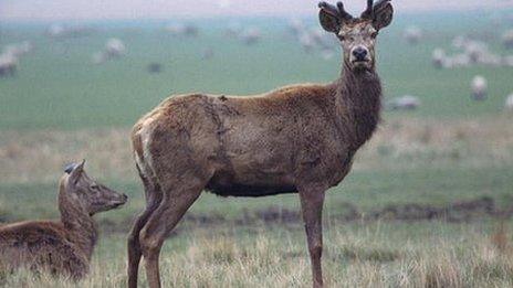 Red deer
