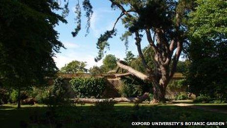 'Tolkien's Tree' in Oxford University's Botanic Garden