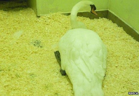 Rescued swan