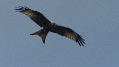 Red Kite