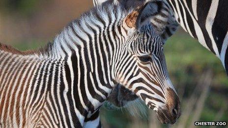 Zebra foal