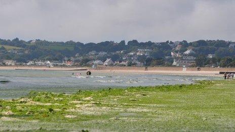 St Aubin's bay covered in Sea Lettuce