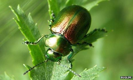 Tansy beetle