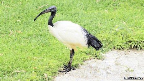 Sacred ibis