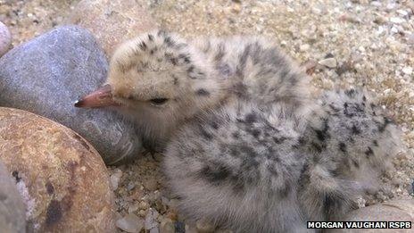 Litttle Tern chicks