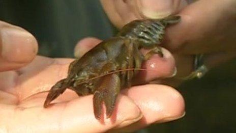 Dead white-clawed crayfish