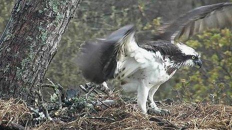 Osprey