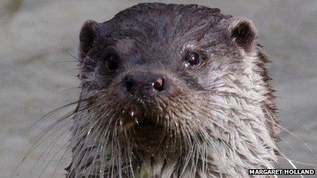 Otter in Nottinghamshire