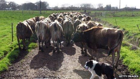 Dairy cows in New Zealand